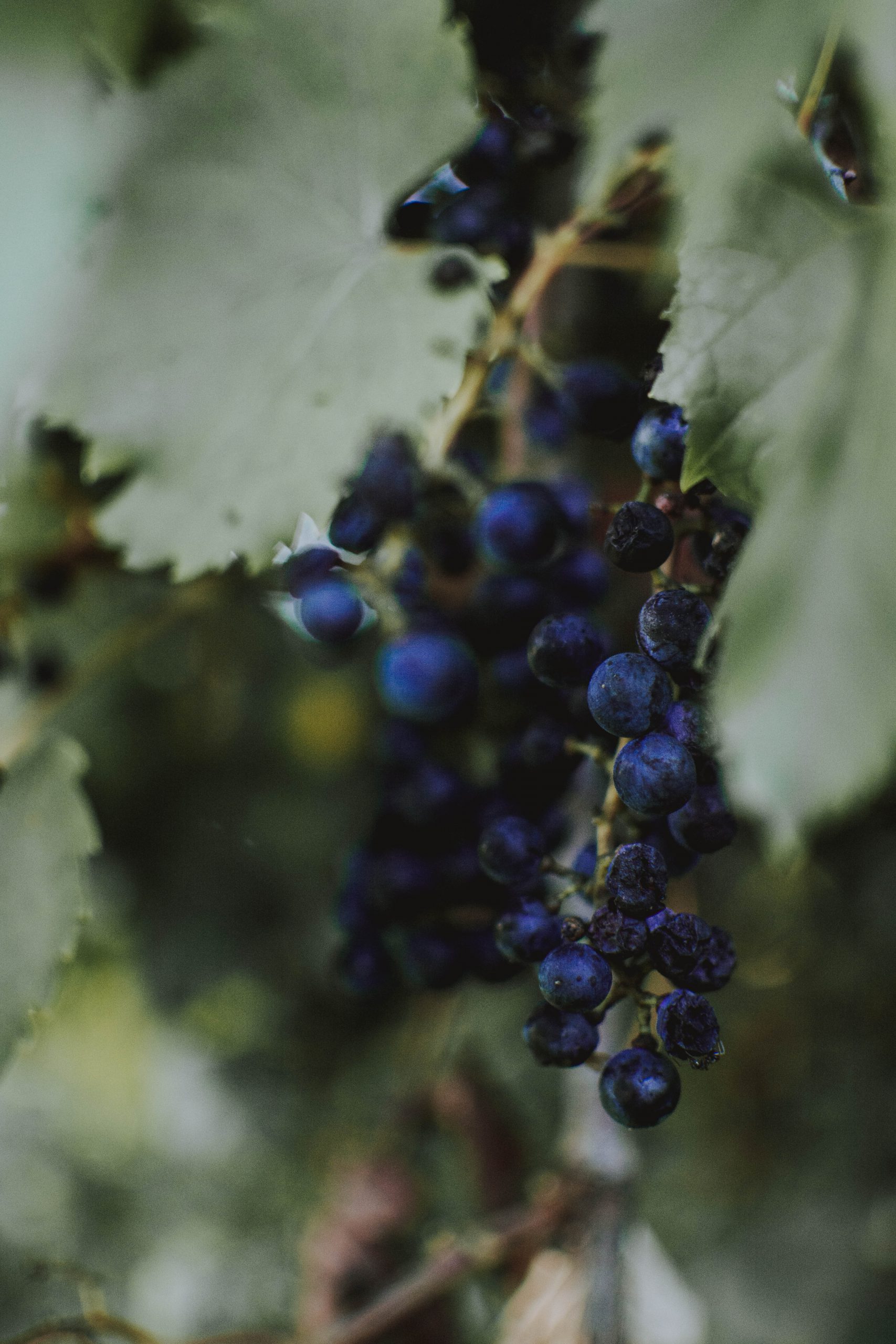 Klimawandel und Weinanbau - Rote Weintraube